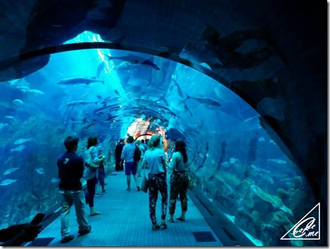 dubai_mall_aquarium