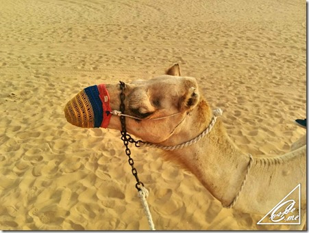 camel desert dubai