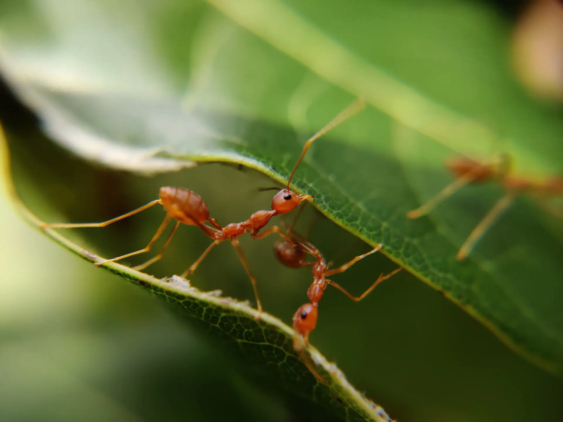 昆虫食デビュー 赤アリの卵カイモッデーンのスープを食べる